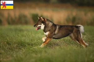 Mehr über den Artikel erfahren Shikoku Züchter und Welpen in Limburg