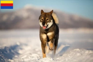 Mehr über den Artikel erfahren Shikoku Züchter und Welpen in Nordholland