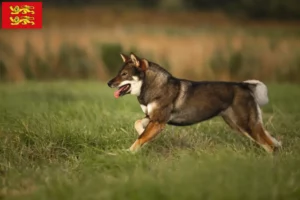 Mehr über den Artikel erfahren Shikoku Züchter und Welpen in der Normandie