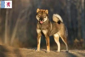 Mehr über den Artikel erfahren Shikoku Züchter und Welpen in Nouvelle-Aquitaine