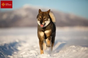 Mehr über den Artikel erfahren Shikoku Züchter und Welpen in Okzitanien