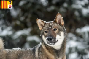 Mehr über den Artikel erfahren Shikoku Züchter und Welpen in der Provence-Alpes-Côte d’Azur