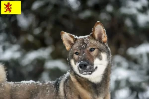 Mehr über den Artikel erfahren Shikoku Züchter und Welpen in Südholland