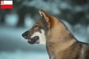 Mehr über den Artikel erfahren Shikoku Züchter und Welpen in Utrecht