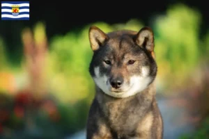 Mehr über den Artikel erfahren Shikoku Züchter und Welpen in Zeeland