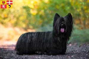 Mehr über den Artikel erfahren Skye Terrier Züchter und Welpen in Auvergne-Rhône-Alpes