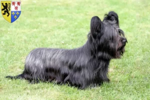 Mehr über den Artikel erfahren Skye Terrier Züchter und Welpen in Hauts-de-France