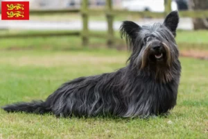 Mehr über den Artikel erfahren Skye Terrier Züchter und Welpen in der Normandie