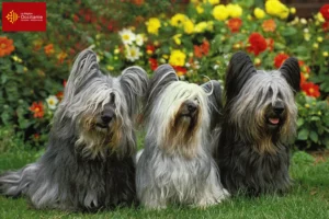 Mehr über den Artikel erfahren Skye Terrier Züchter und Welpen in Okzitanien