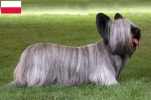 Mehr über den Artikel erfahren Skye Terrier Züchter und Welpen in Polen