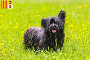 Mehr über den Artikel erfahren Skye Terrier Züchter und Welpen in der Provence-Alpes-Côte d’Azur