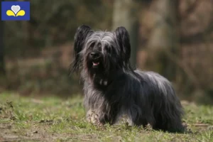 Mehr über den Artikel erfahren Skye Terrier Züchter und Welpen in Region Brüssel-Hauptstadt