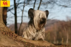 Mehr über den Artikel erfahren Skye Terrier Züchter und Welpen in Wallonische Region