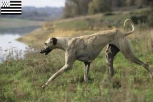 Mehr über den Artikel erfahren Sloughi Züchter und Welpen in der Bretagne