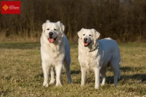 Mehr über den Artikel erfahren Slovensky Cuvac Züchter und Welpen in Okzitanien