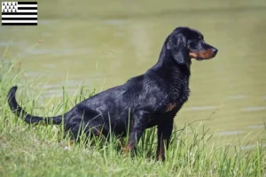 Mehr über den Artikel erfahren Slovenský kopov Züchter und Welpen in der Bretagne