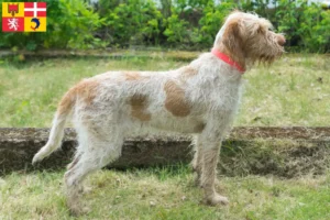 Mehr über den Artikel erfahren Spinone Italiano Züchter und Welpen in Auvergne-Rhône-Alpes