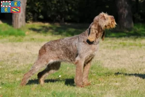 Mehr über den Artikel erfahren Spinone Italiano Züchter und Welpen in Bourgogne-Franche-Comté