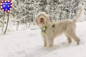 Mehr über den Artikel erfahren Spinone Italiano Züchter und Welpen in Centre-Val de Loire