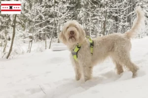 Mehr über den Artikel erfahren Spinone Italiano Züchter und Welpen in Drenthe