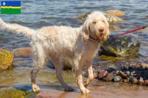 Mehr über den Artikel erfahren Spinone Italiano Züchter und Welpen in Flevoland