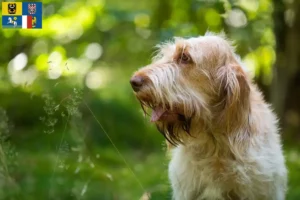 Mehr über den Artikel erfahren Spinone Italiano Züchter und Welpen in Mähren-Schlesien