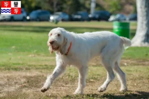 Mehr über den Artikel erfahren Spinone Italiano Züchter und Welpen in Mittelböhmen