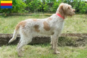 Mehr über den Artikel erfahren Spinone Italiano Züchter und Welpen in Nordholland