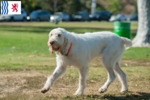 Mehr über den Artikel erfahren Spinone Italiano Züchter und Welpen in Nouvelle-Aquitaine