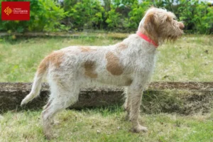 Mehr über den Artikel erfahren Spinone Italiano Züchter und Welpen in Okzitanien