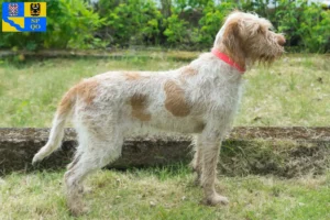 Mehr über den Artikel erfahren Spinone Italiano Züchter und Welpen in Olmütz