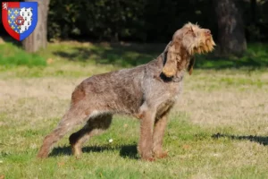 Mehr über den Artikel erfahren Spinone Italiano Züchter und Welpen in Pays de la Loire