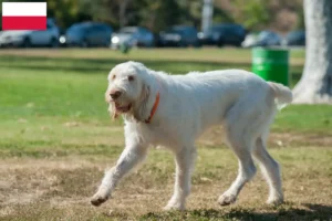 Mehr über den Artikel erfahren Spinone Italiano Züchter und Welpen in Polen