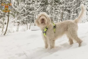 Mehr über den Artikel erfahren Spinone Italiano Züchter und Welpen in Prag