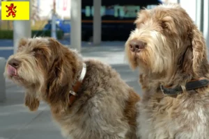 Mehr über den Artikel erfahren Spinone Italiano Züchter und Welpen in Südholland