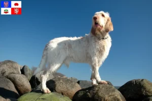 Mehr über den Artikel erfahren Spinone Italiano Züchter und Welpen in Vysočina