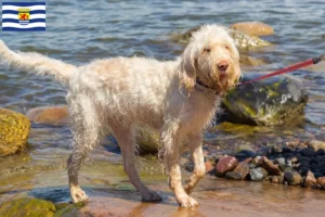 Mehr über den Artikel erfahren Spinone Italiano Züchter und Welpen in Zeeland