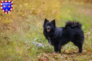 Mehr über den Artikel erfahren Spitz Züchter und Welpen in Centre-Val de Loire