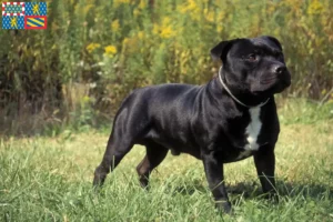 Mehr über den Artikel erfahren Staffordshire Bull Terrier Züchter und Welpen in Bourgogne-Franche-Comté