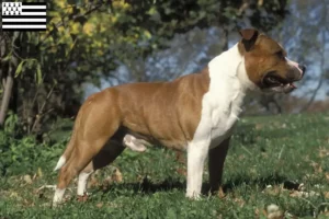 Mehr über den Artikel erfahren Staffordshire Bull Terrier Züchter und Welpen in der Bretagne