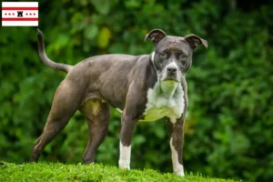 Mehr über den Artikel erfahren Staffordshire Bull Terrier Züchter und Welpen in Drenthe