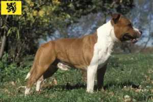 Mehr über den Artikel erfahren Staffordshire Bull Terrier Züchter und Welpen in Flandern