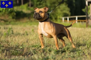 Mehr über den Artikel erfahren Staffordshire Bull Terrier Züchter und Welpen in Île-de-France
