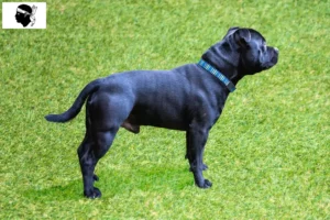 Mehr über den Artikel erfahren Staffordshire Bull Terrier Züchter und Welpen auf Korsika