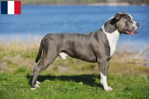 Mehr über den Artikel erfahren Staffordshire Bull Terrier Züchter und Welpen in Martinique