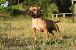 Mehr über den Artikel erfahren Staffordshire Bull Terrier Züchter und Welpen in Nordjylland