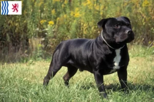 Mehr über den Artikel erfahren Staffordshire Bull Terrier Züchter und Welpen in Nouvelle-Aquitaine