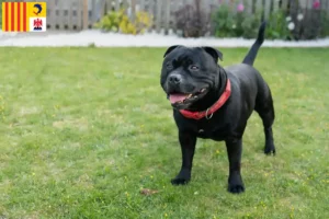 Mehr über den Artikel erfahren Staffordshire Bull Terrier Züchter und Welpen in der Provence-Alpes-Côte d’Azur