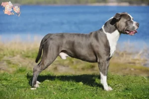 Mehr über den Artikel erfahren Staffordshire Bull Terrier Züchter und Welpen in Syddanmark