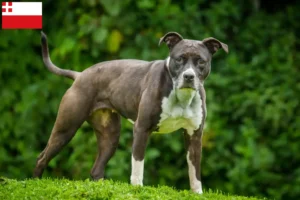 Mehr über den Artikel erfahren Staffordshire Bull Terrier Züchter und Welpen in Utrecht